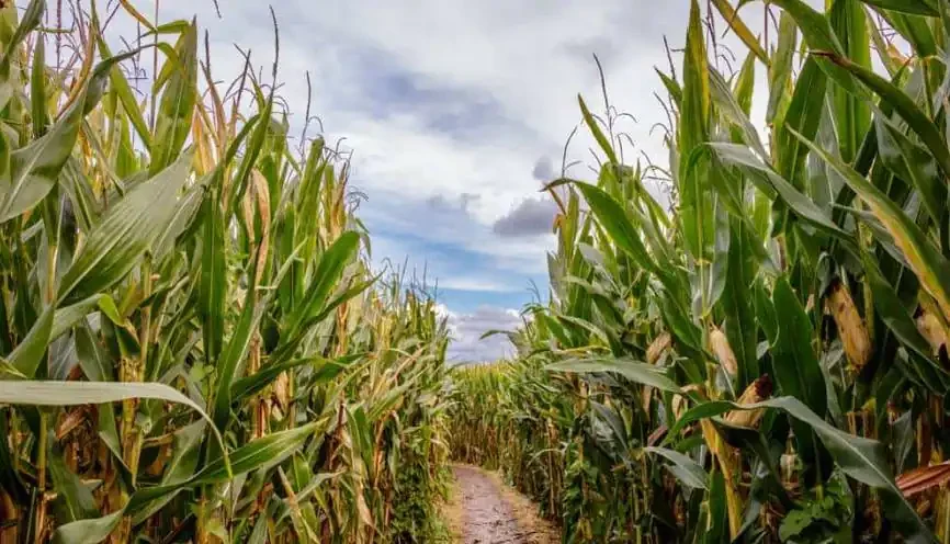 Die Bahnbrechende Entdeckung Eines Landwirts Verändert Sein Leben Für Immer