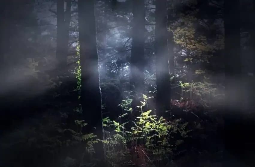 Ein Mysteriöses Geräusch