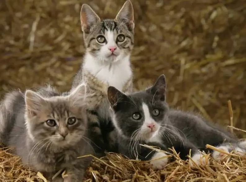 Katzenfreunde