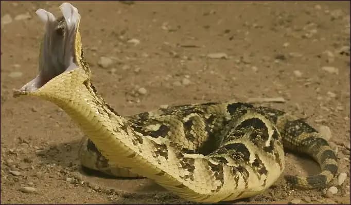 Puff Adder