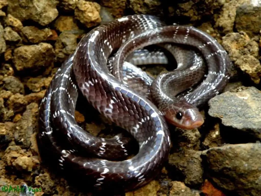 Common Krait
