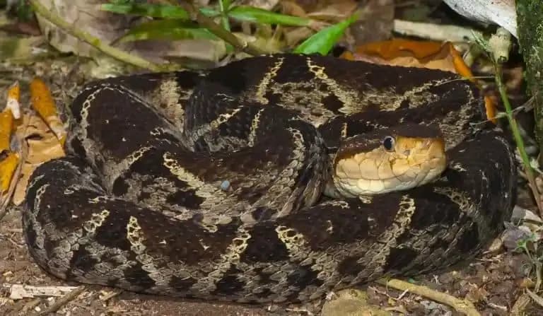 Terciopelo Viper