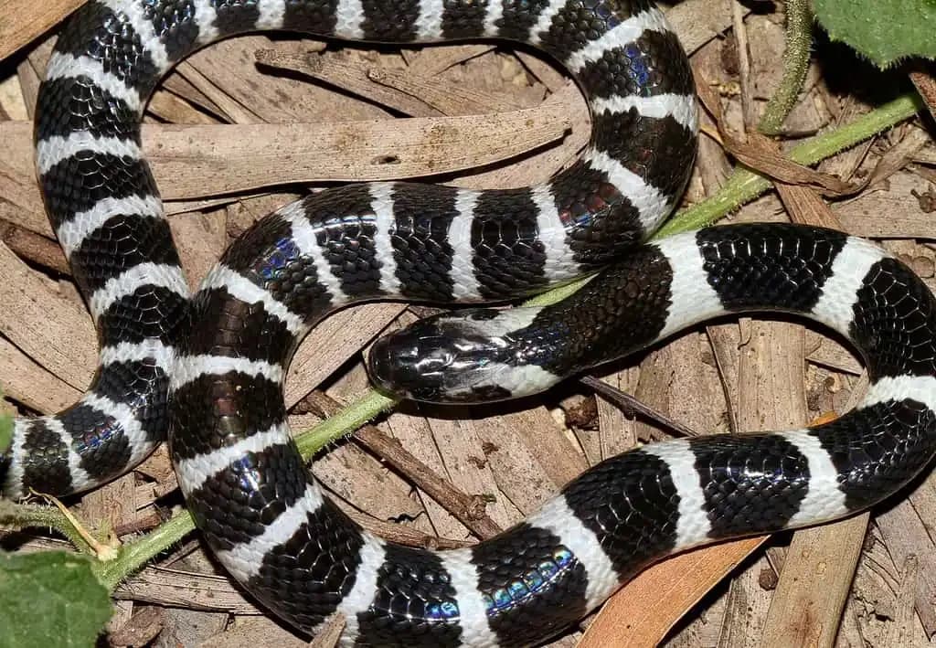 Many Banded Krait