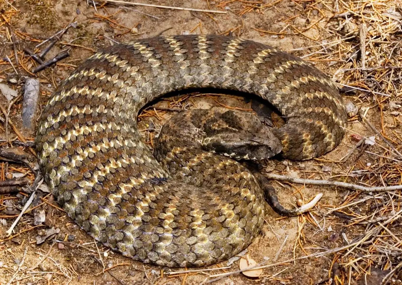 Common Death Adder, Acanthophis Antarcticus, Bruce Thomson.