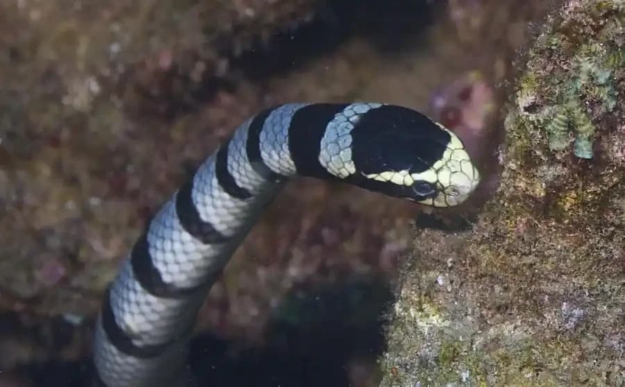 Belchers Sea Snake