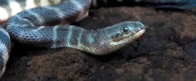 Beaked Sea Snake1