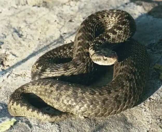 Darevskys Vipers1