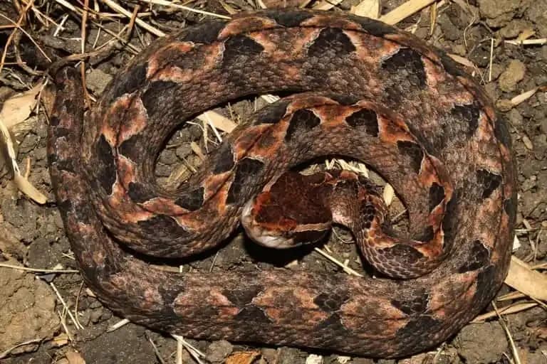 Malayan Pit Viper1