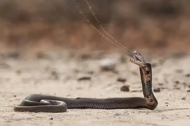 Mozambique Spitting Cobra1