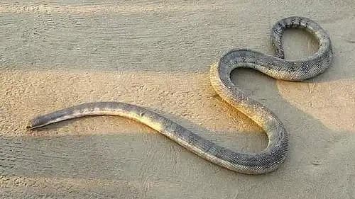 Perons Sea Snake
