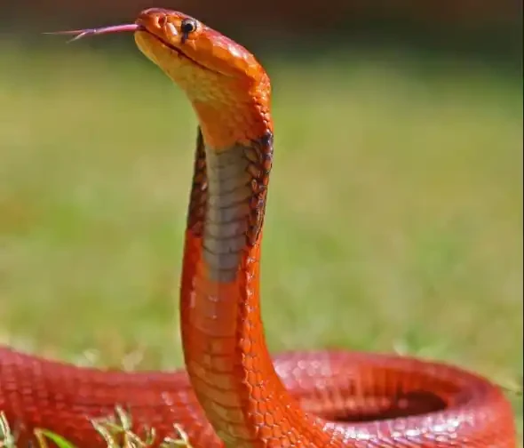 Red Spitting Cobra