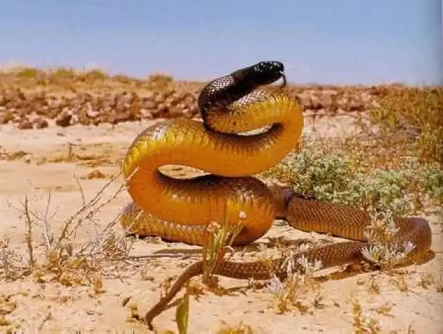 Inland Taipan