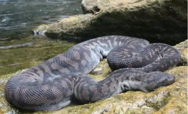 Elephant Trunk Snake1