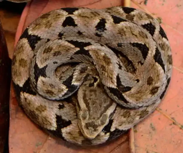 Ultimate Pit Viper