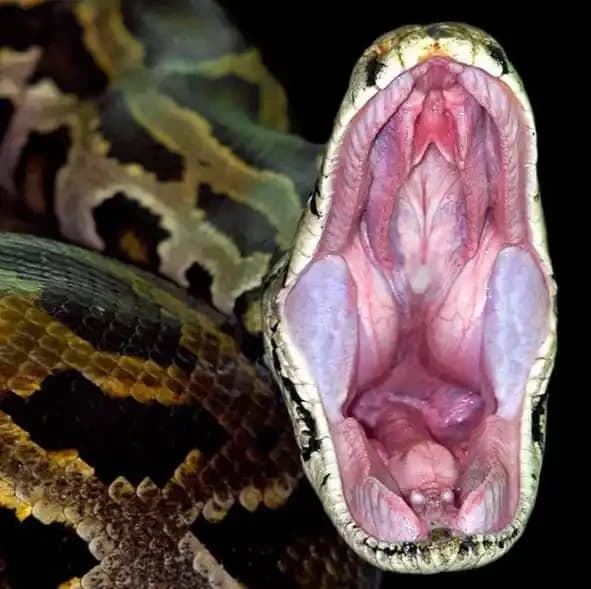 Burmese Python
