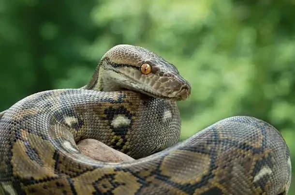 Reticulated Python