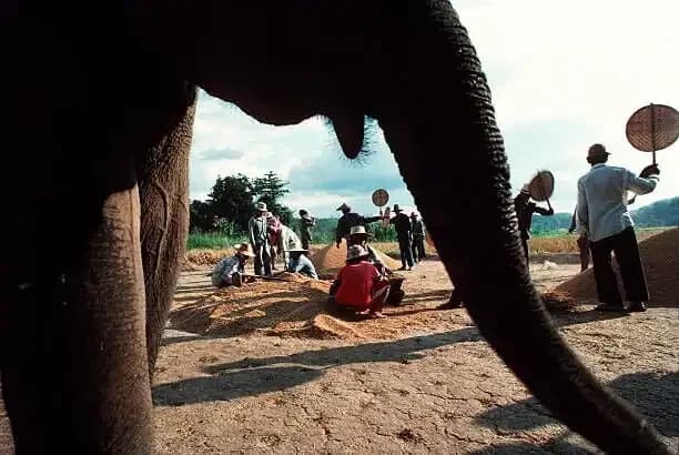 Gardner And The Elephant
