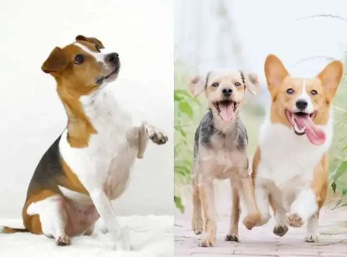 Is Your Dog Trying to Tell You Something? 24+ Behaviors You Shouldn't Ignore
