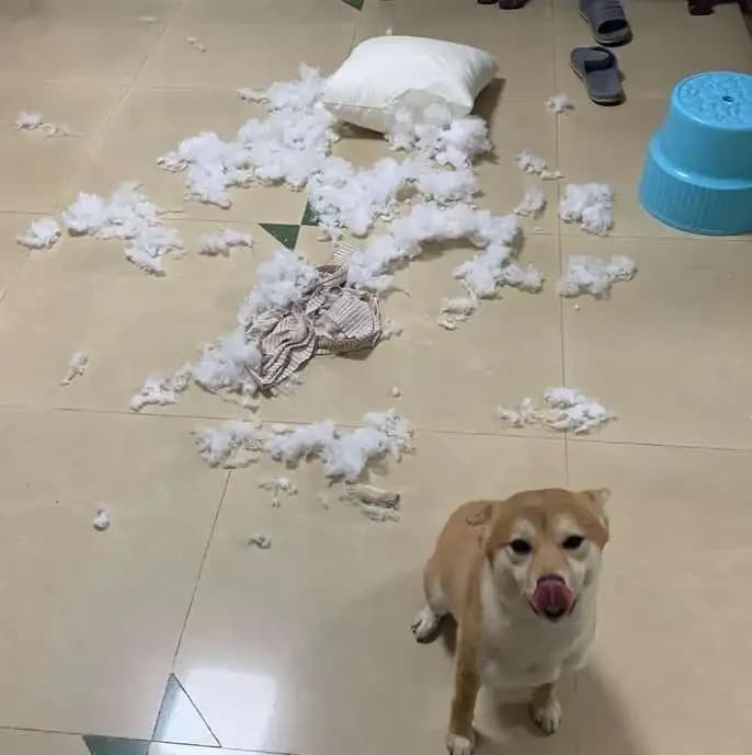 Do Dogs Have Memories