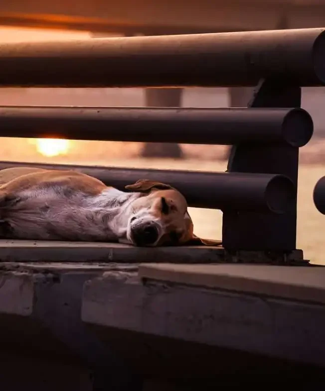 Why Dogs Sleep On Their Side