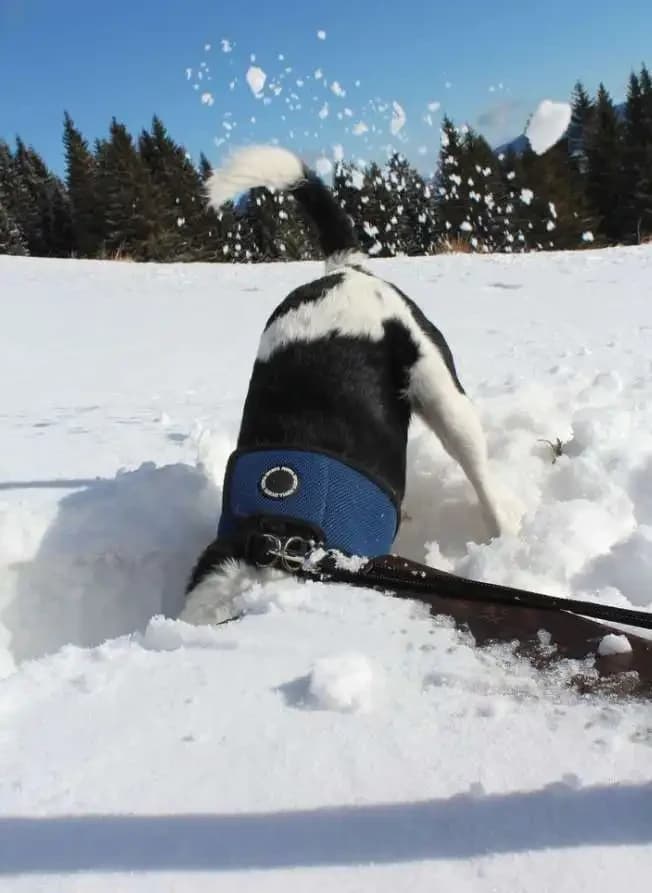 Why Dogs Dig