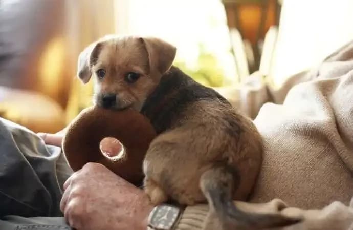 Why Dogs Don't Hug