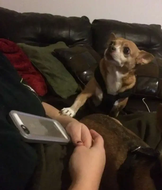 Why Dogs Put Their Paw On You
