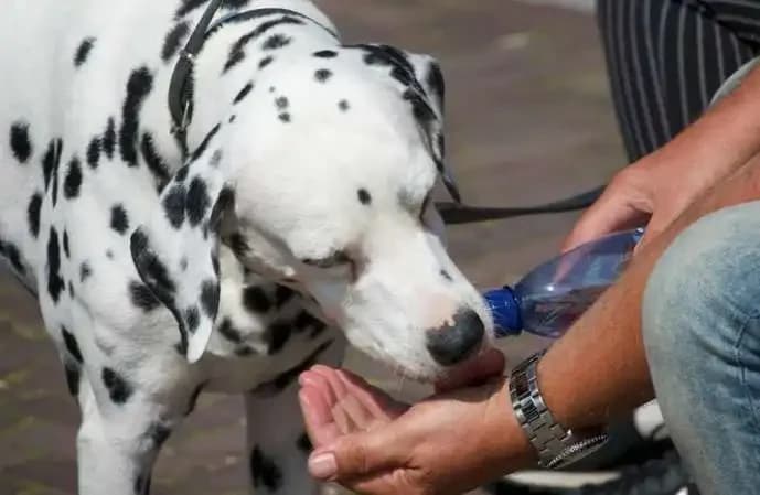 What Too Many Licks Means