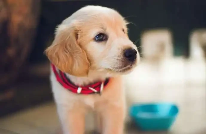 Why You Shouldn't Leaving Dogs Alone Too Long