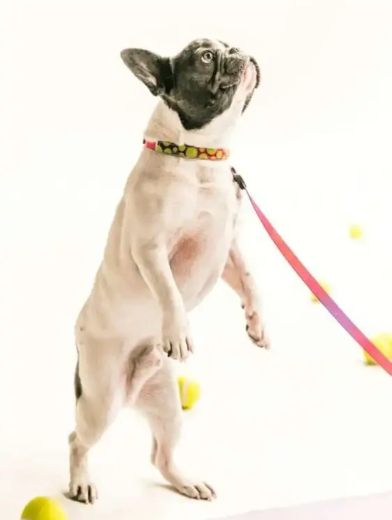 Why Dogs Get Excited