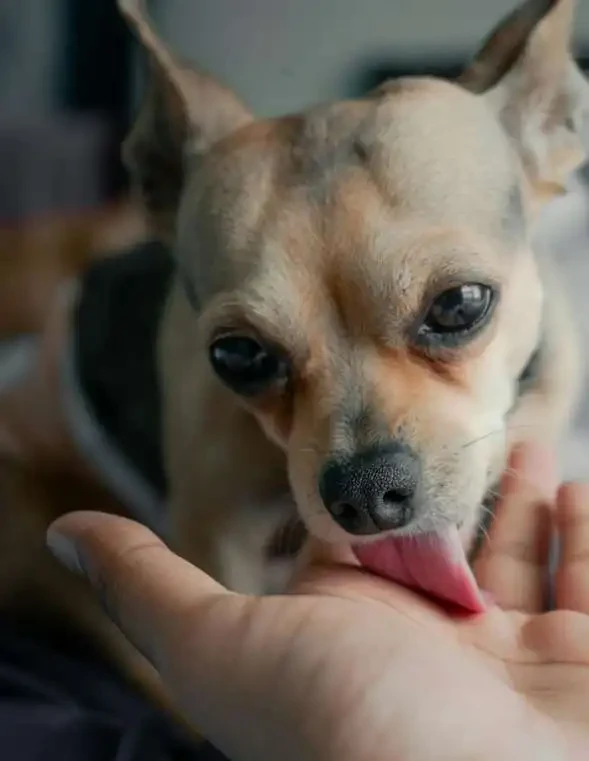Why Dogs Lick Themselves