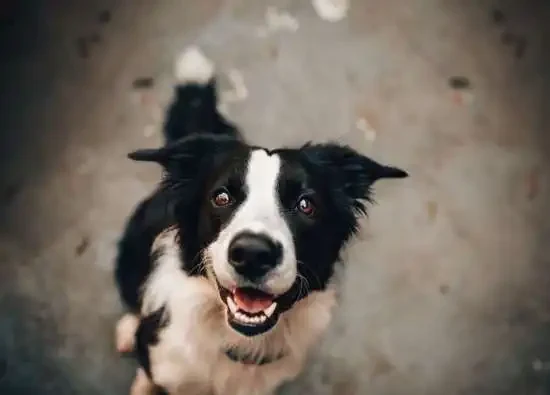 How Many Teeth Dogs Have