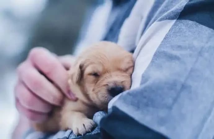 Do Dogs Like Being Held