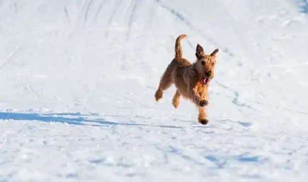 How Dogs Show They're Curious
