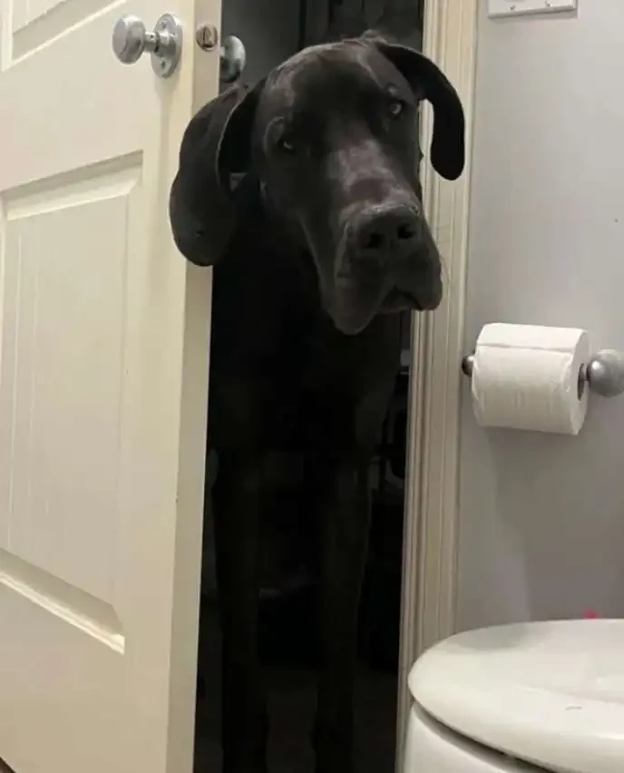 Why Dogs Follow You To The Bathroom