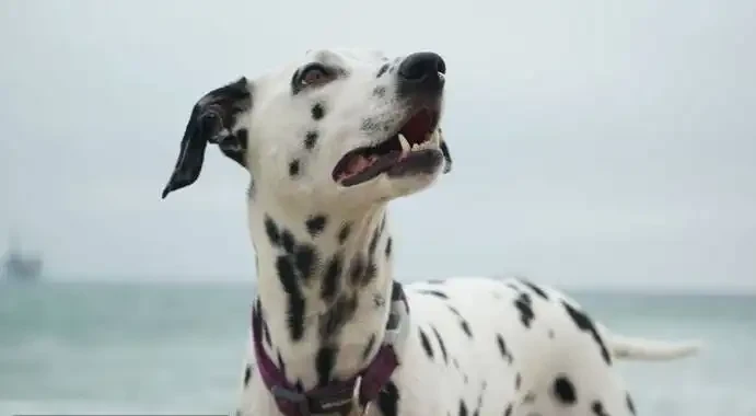 Are Dalmatians Born With Spots