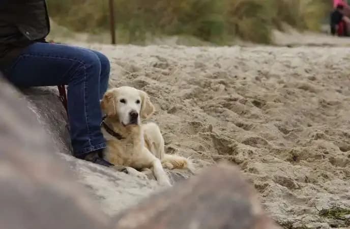 Why Dogs Sit On Top Of Your Toes