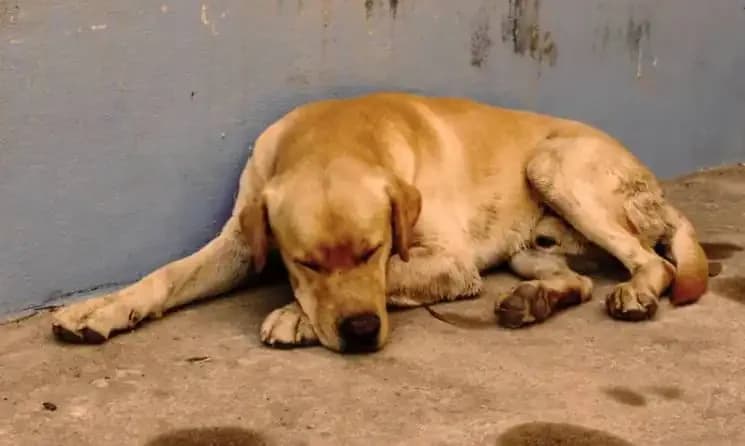 Dad Buried Family Dog In The Yard. Two Nights Later, Son Heard A Familiar Bark And Realized The Cruel Truth