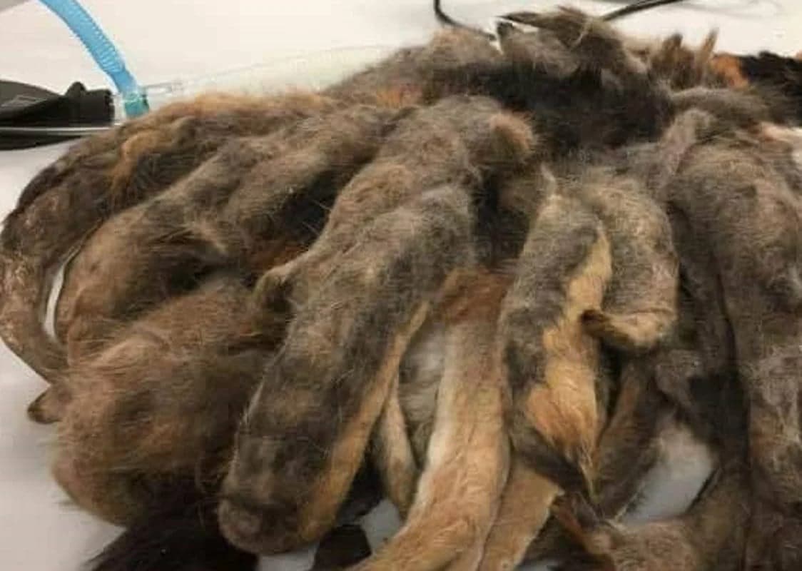 He Went To His Relative’s House To Fetch The Cat, But There Was Something Else In There…