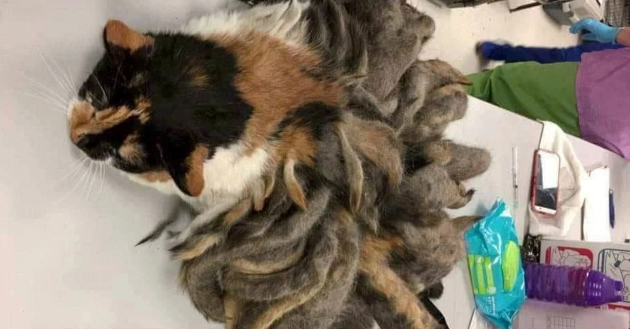He Went To His Relative’s House To Fetch The Cat, But There Was Something Else In There…