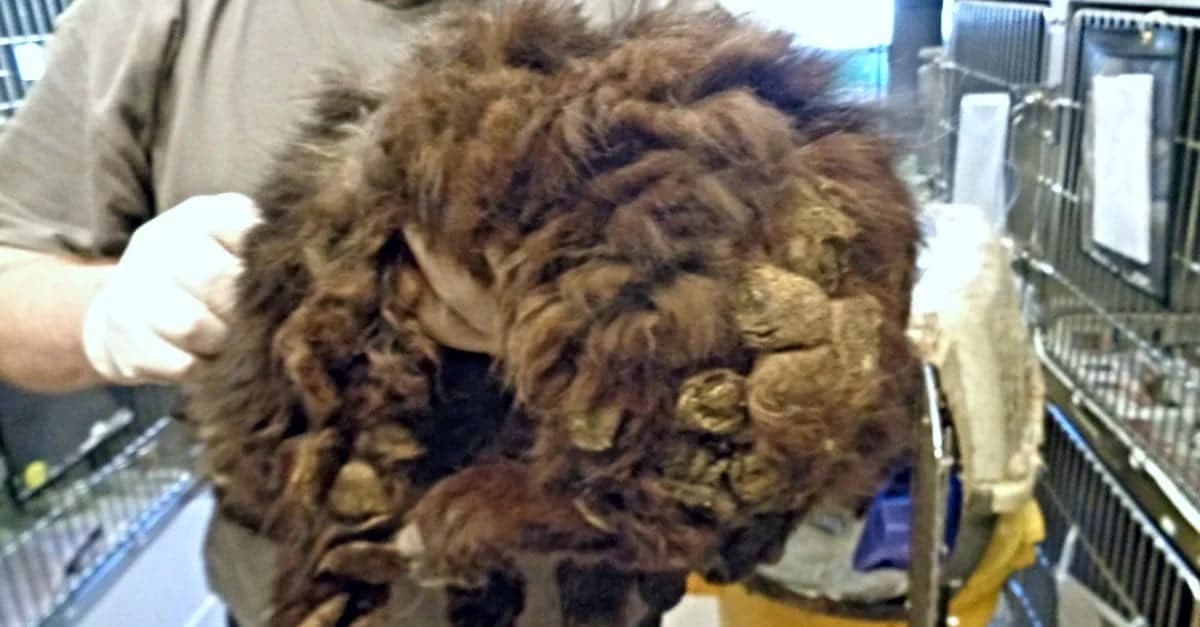 He Went To His Relative’s House To Fetch The Cat, But There Was Something Else In There…