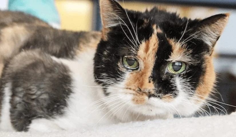 He Went To His Relative’s House To Fetch The Cat, But There Was Something Else In There…