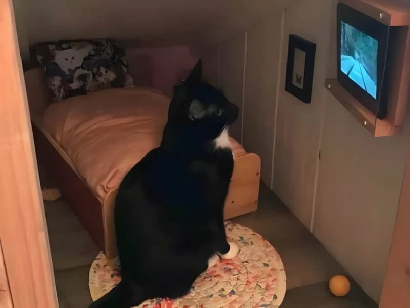 Hilarious Moments When Animals Take Complete Control