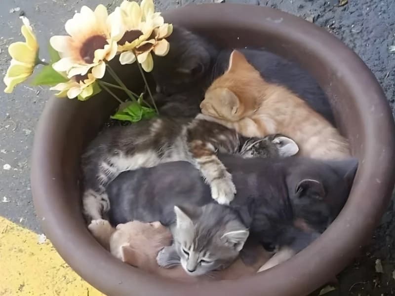 Hilarious Moments When Animals Take Complete Control