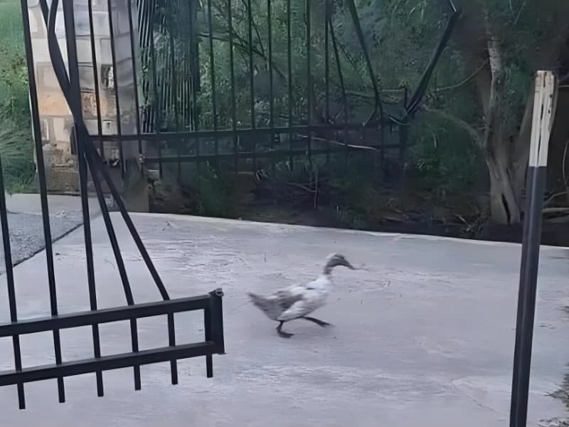 Hilarious Moments When Animals Take Complete Control