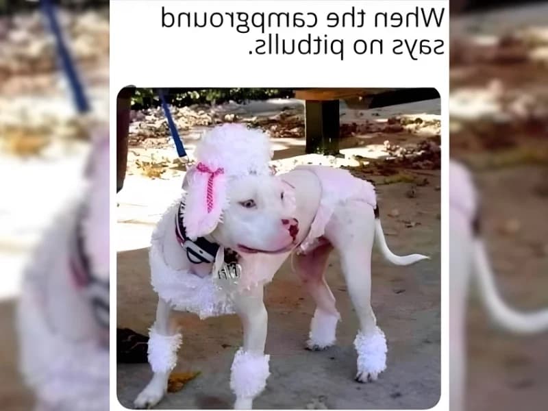 Hilarious Moments When Animals Take Complete Control