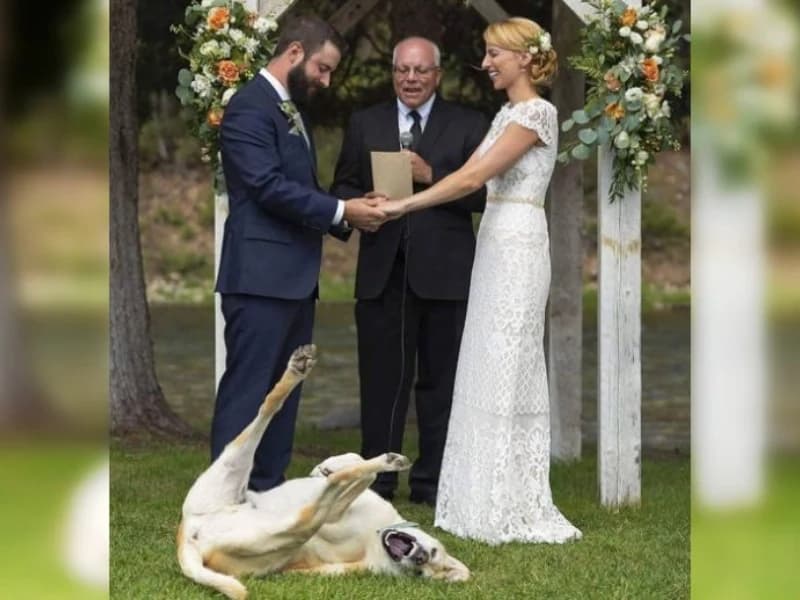 Hilarious Moments When Animals Take Complete Control