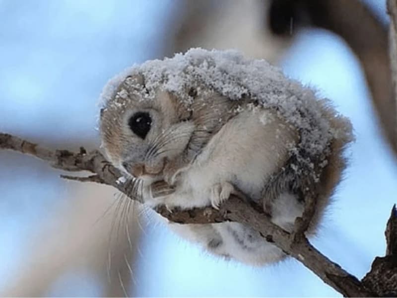 Hilarious Moments When Animals Take Complete Control