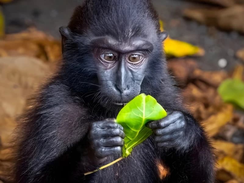 Hilarious Moments When Animals Take Complete Control