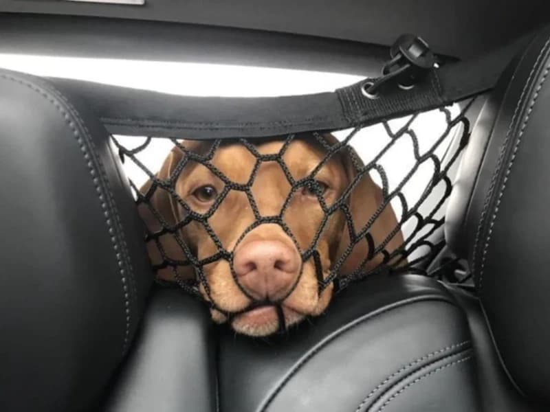 Hilarious Moments When Animals Take Complete Control